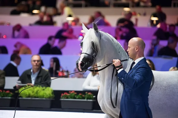 Arap atı Dünya Şampiyonası, Paris Nord Villepente. PARI