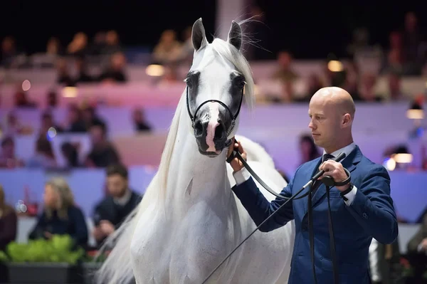 Arap atı Dünya Şampiyonası, Paris Nord Villepente. PARI