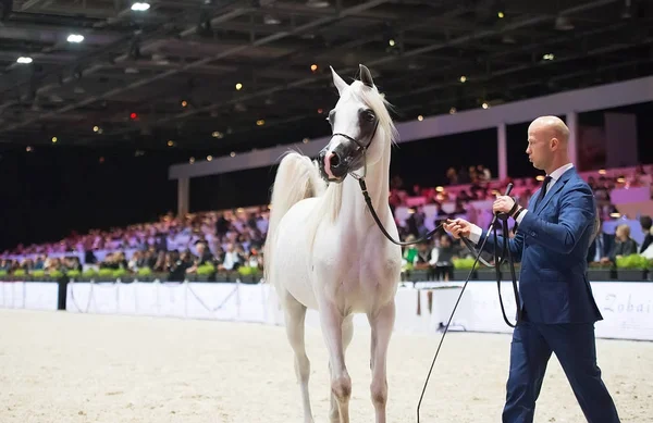 Arap atı Dünya Şampiyonası, Paris Nord Villepente. PARI