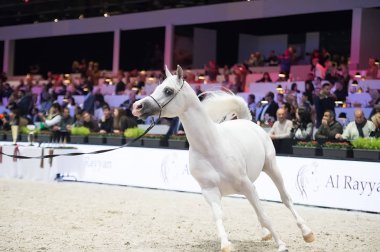 Arap atı Dünya Şampiyonası, Paris Nord Villepente. PARI