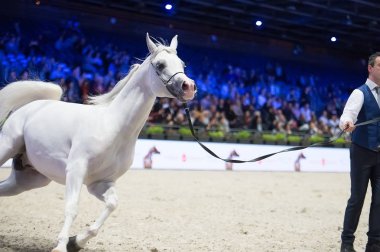 Arap atı Dünya Şampiyonası, Paris Nord Villepente. PARI