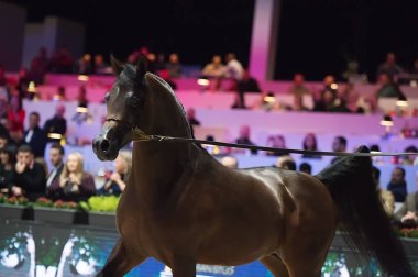 Arap atı Dünya Şampiyonası, Paris Nord Villepente. PARI