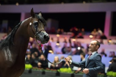 Arap atı Dünya Şampiyonası, Paris Nord Villepente. PARI