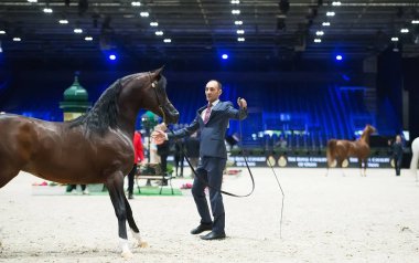 Arap atı Dünya Şampiyonası, Paris Nord Villepente. PARI