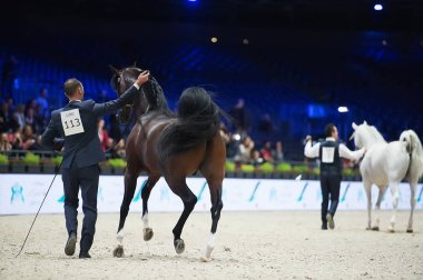 Arap atı Dünya Şampiyonası, Paris Nord Villepente. PARI
