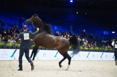 Arap atları dünya şampiyonası, Parc des Exposition Villepint