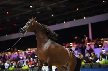 Arap atı Dünya Şampiyonası, Paris Nord Villepente. PARI