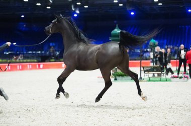 Arap atı Dünya Şampiyonası, Paris Nord Villepente. PARI