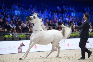 Arap atları dünya şampiyonası, Parc des Exposition Villepint