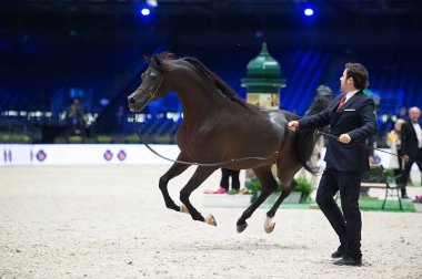 Arap atları dünya şampiyonası, Parc des Exposition Villepint
