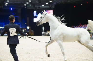Arap atı Dünya Şampiyonası, Paris Nord Villepente. PARI