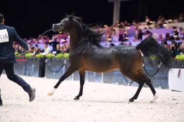 Arap atları dünya şampiyonası, Parc des Exposition Villepint