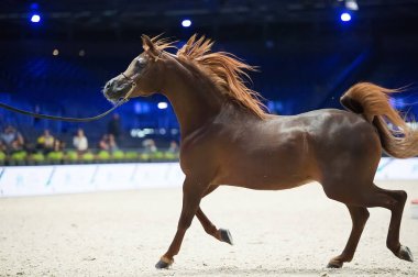 Arap atları dünya şampiyonası, Parc des Exposition Villepint