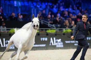 Arap atı Dünya Şampiyonası, Paris Nord Villepente. PARI