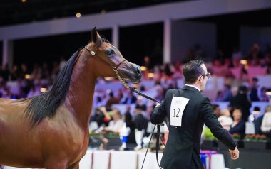 Arap atları dünya şampiyonası, Parc des Exposition Villepint
