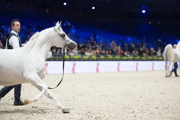 Weltmeisterschaft der arabischen Pferde, nord villepente in Paris. pari — Stockfoto