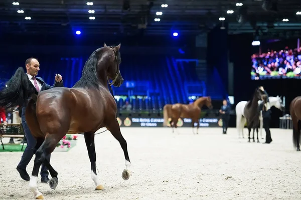 Arabian horse world championship, Nord Villepente in Paris. PARI — Stock Photo, Image