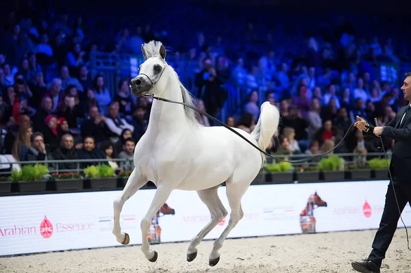 Arap atları dünya şampiyonası, Parc des Exposition Villepint
