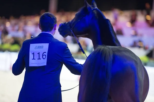 Arabian horse world championship, Parc des Expositions Villepint — Stock Photo, Image