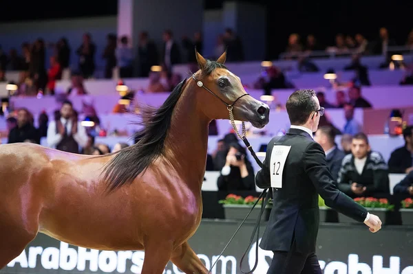 Arabische Pferdeweltmeisterschaft, Parc des Expositions Villepint — Stockfoto