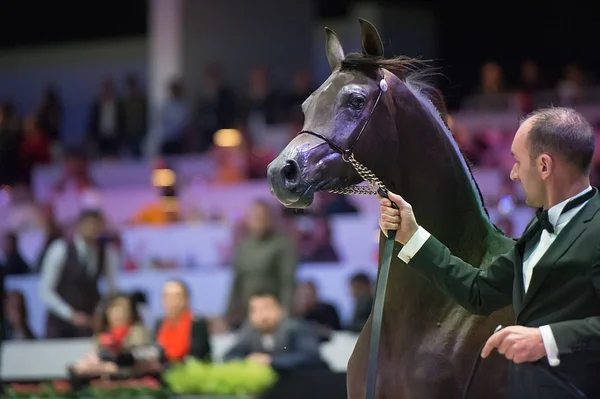 Arabische Pferdeweltmeisterschaft, Parc des Expositions Villepint — Stockfoto