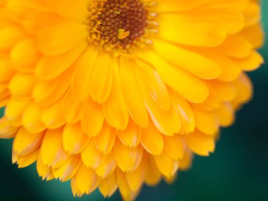 Portakal çiçeği calendula arka plan. Aşırı makro çekim