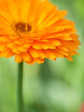 Portakal çiçeği calendula arka plan. Aşırı makro çekim