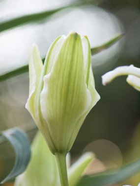 Çiçek arka plan beyaz zambak düğmesi ile. yakın çekim