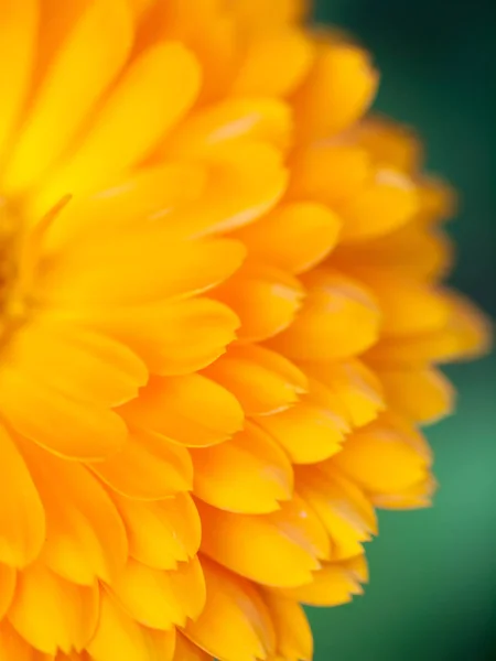 Orange flower calendula  Background. Extreme macro shot — Stock Photo, Image