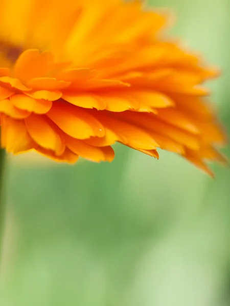 Oranje bloem calendula achtergrond. Extreme macro schot — Stockfoto