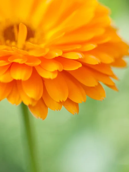 Orange flower calendula  Background. Extreme macro shot — Stock Photo, Image