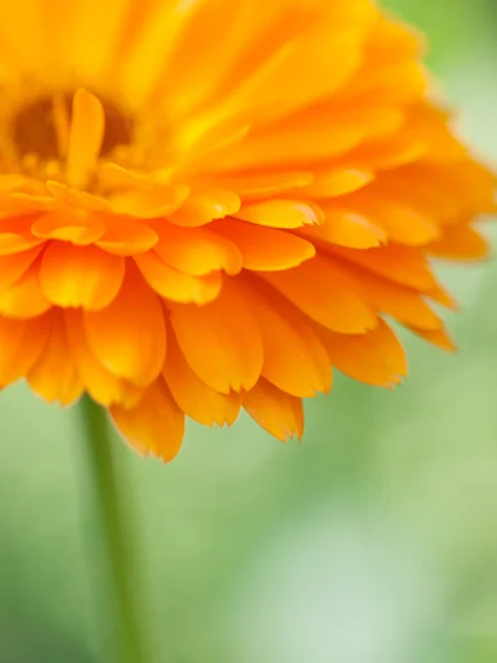 Portakal çiçeği calendula arka plan. Aşırı makro çekim — Stok fotoğraf