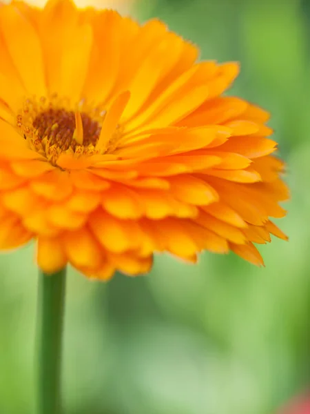 Portakal çiçeği calendula arka plan. Aşırı makro çekim — Stok fotoğraf