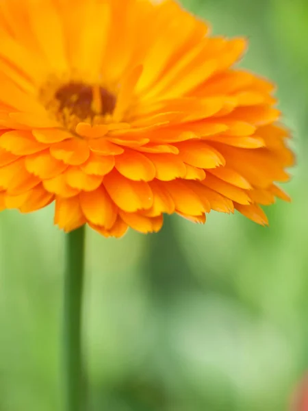 Orange flower calendula  Background. Extreme macro shot — Stock Photo, Image