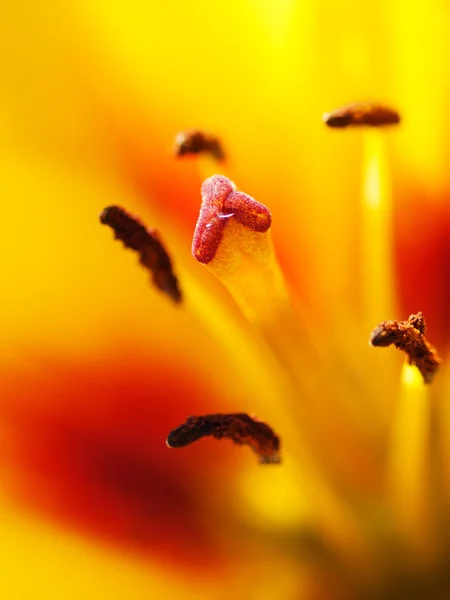 Um tiro de macro extremo. Fundo abstrato com pistilo e estame y — Fotografia de Stock