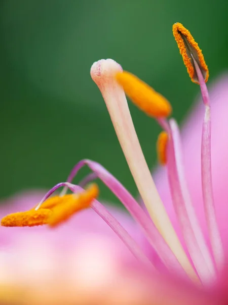 Extreme macro shot. Abstract background with pistil and stamen p — Stock Photo, Image