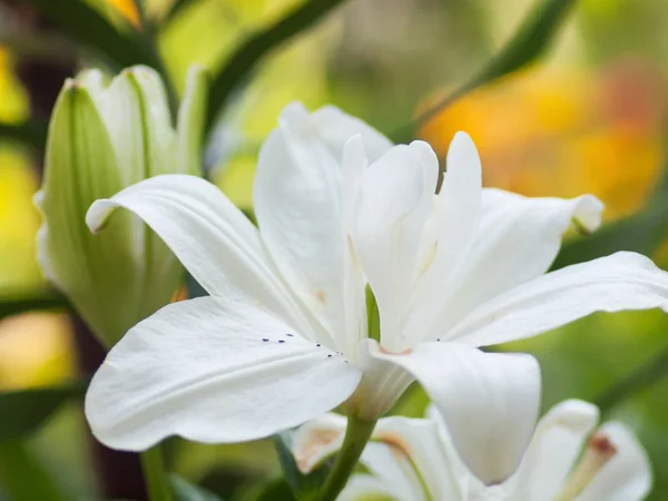 Çiçek arka plan beyaz zambak ile — Stok fotoğraf