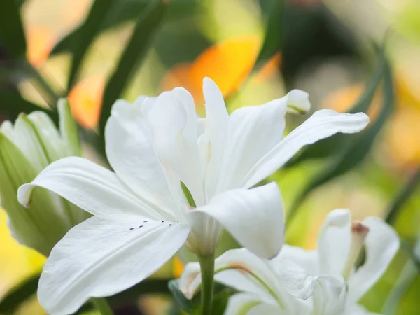 Çiçek arka plan beyaz zambak ile — Stok fotoğraf