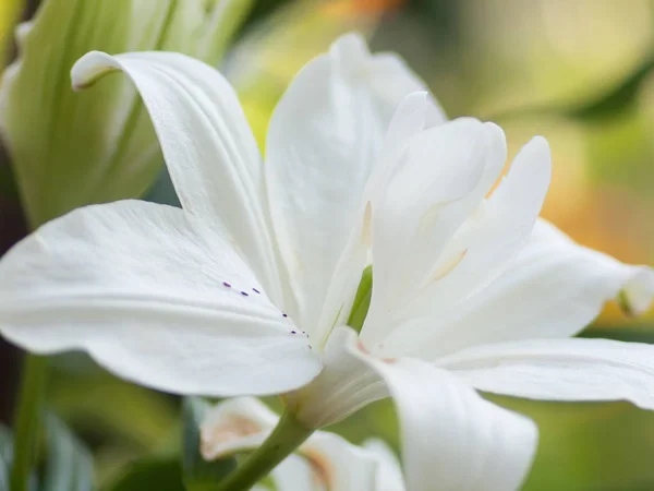Çiçek arka plan beyaz zambak ile. c; ose kadar — Stok fotoğraf