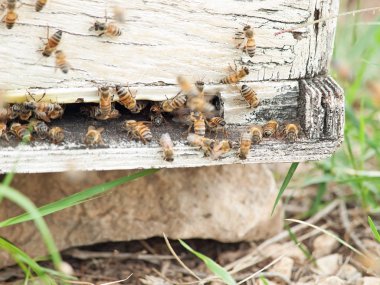 Arı kovanı girişinde uçan. yakın çekim