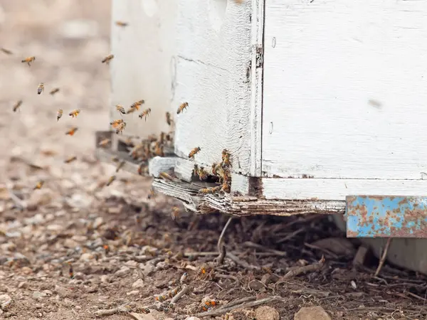 Bees flying at  hive entrance. close up — Stock Photo, Image