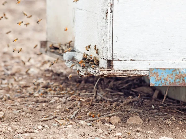 Bees flying at  hive entrance. close up — Stock Photo, Image