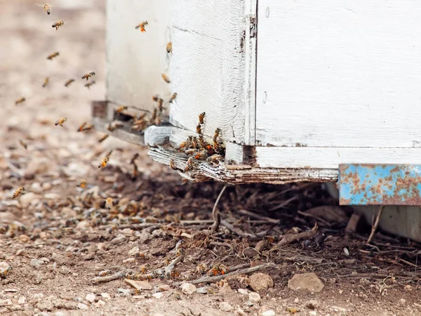 Bees flying at  hive entrance. close up — Stock Photo, Image