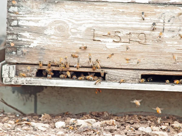 Bees flying at  hive entrance. close up — Stock Photo, Image