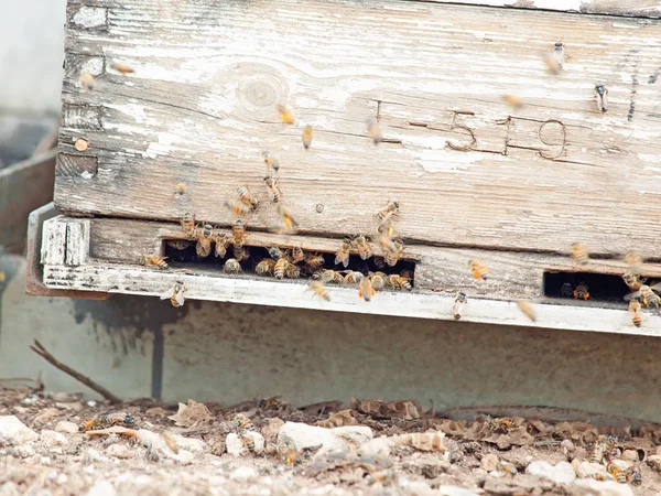 Bees flying at  hive entrance. close up — Stock Photo, Image