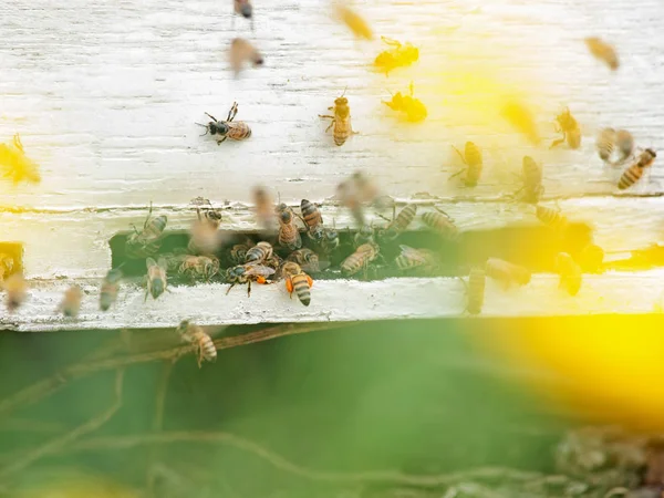 Bees flying at  hive entrance. close up — Stock Photo, Image