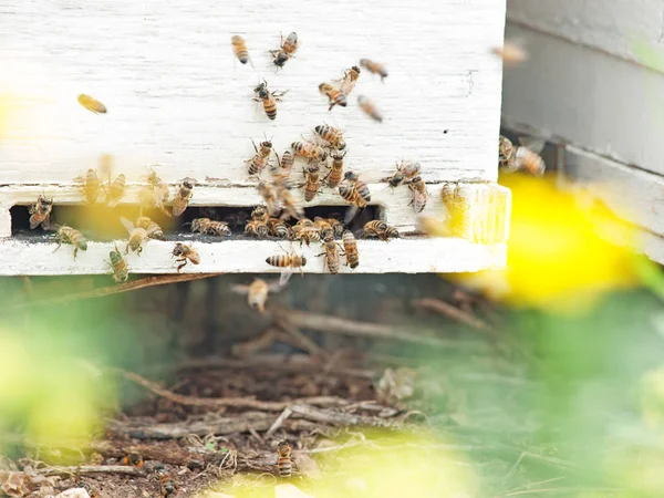 Bees flying at  hive entrance. close up — Stock Photo, Image