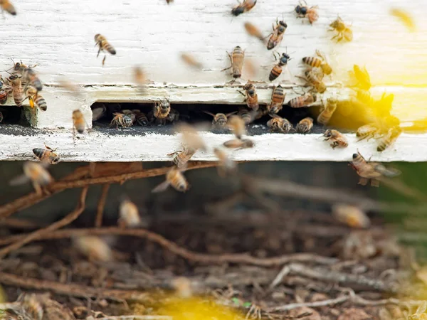 Bees flying at  hive entrance. close up — Stock Photo, Image
