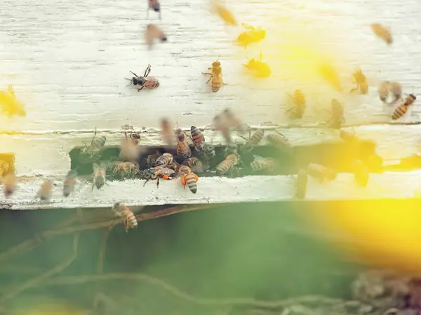 Bees flying at  hive entrance. close up — Stock Photo, Image