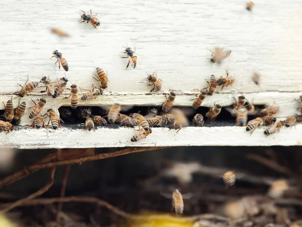 Bees flying at  hive entrance. close up — Stock Photo, Image